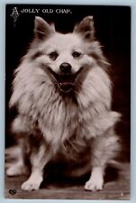 chihuahua pomeranian puppy for sale chihuahua pomeranian puppy for sale Terre Haute