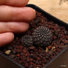 Sulcorebutia rauschii vaso usato  Trevi