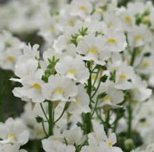Nemesia plug plants for sale  LONDON