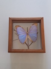 Papillon entomologie animal d'occasion  Fayence