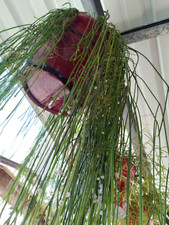 Rhipsalis baccifera ssp. for sale  USA