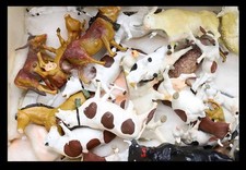Plastic figures cows d'occasion  Expédié en Belgium
