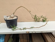 Pachypodium succulentum kaktee gebraucht kaufen  Stuttgart