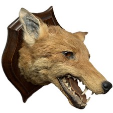 Antique vintage taxidermy for sale  NEWCASTLE UPON TYNE