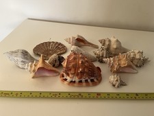 Collection shells decoration for sale Collection shells decoration for sale  TROWBRIDGE