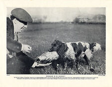 spaniel training for sale spaniel training for sale COLEFORD