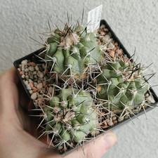 Copiapoa domeykoensis fk106 usato  Modena