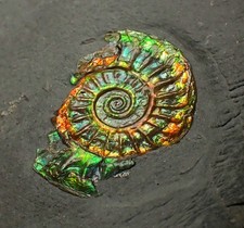 21mm juvenile iridescent for sale  BRISTOL