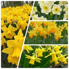 Mixed yellow white for sale  LEICESTER