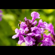 Betonica macrantha superba gebraucht kaufen  Deutschland