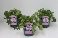 Geranium cult dreamland gebraucht kaufen  Westerstede