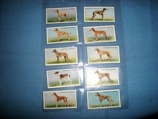 Churchman racing greyhounds for sale  WELLINGBOROUGH
