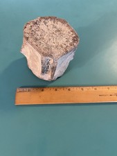 Fossilized whale vertebrae for sale  Spring Hill