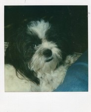 Vintage polaroid photo for sale  Collingswood
