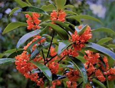 tea olive tree for sale tea olive tree for sale Pelzer