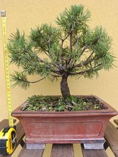 Prebonsai pino mugo usato  Villanova di Camposampiero