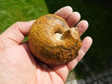 Alte sammlung ammonit gebraucht kaufen  Limbach-Oberfrohna
