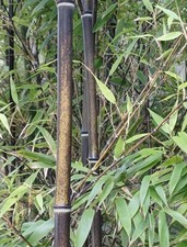 Samen topfpflanzen samen gebraucht kaufen Samen topfpflanzen samen gebraucht kaufen  Calw