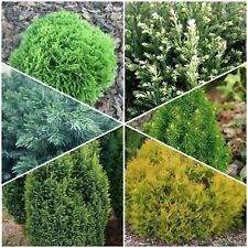 Dwarf conifers ornamental for sale  NELSON