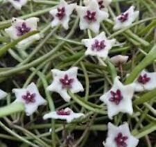 Hoya retusa usato  Massa di Somma