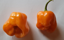 Używany, 20 semi di Peperoncino Habanero Orange na sprzedaż  Wysyłka do Poland