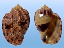 Usado, Harpidae, Harpa kajiyamai, Balut, Philippines, 52,7 mm, SUPERB SPECIMEN comprar usado Usado, Harpidae, Harpa kajiyamai, Balut, Philippines, 52,7 mm, SUPERB SPECIMEN comprar usado  Enviando para Brazil