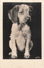 Hunting dog 47461 d'occasion  Expédié en Belgium