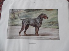 Gravures chien chasse d'occasion  Combs-la-Ville