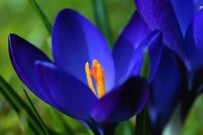 Schneekrokusse dunkel blau gebraucht kaufen Schneekrokusse dunkel blau gebraucht kaufen  Kaiserslautern