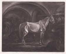 Pferde horses johann gebraucht kaufen  Seubersdorf