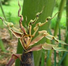 Timber golden bamboo for sale  Piedmont
