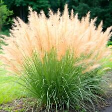 Miscanthus sinensis echtes gebraucht kaufen  Ellerhoop