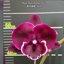 Lsst phalaenopsis miki for sale  SHREWSBURY