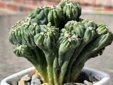 Large cereus forbesii for sale  New York