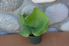 Rare platycerium philippine for sale  Roseburg