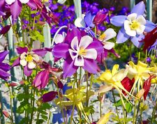 aquilegia for sale aquilegia for sale DEWSBURY