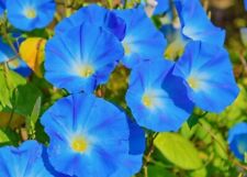 Morning glory ipomoea for sale  READING