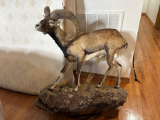 European mouflon ram for sale  Slidell