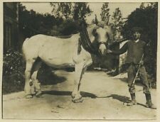 Agriculture. draught horse d'occasion  Expédié en Belgium