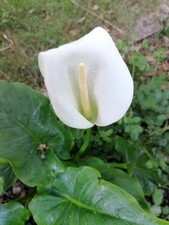 Bare root zantedeschia for sale  MAIDSTONE