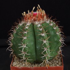 Melocactus matanzanus kaktus gebraucht kaufen  Marktl