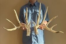 mounted elk antlers for sale  Magnolia