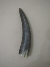 Water buffalo horn for sale  BIRMINGHAM