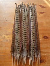 Cock pheasant tail for sale Cock pheasant tail for sale  ABERDEEN