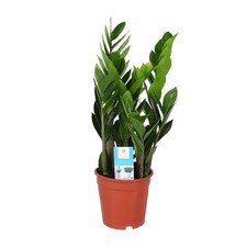 Zamioculcas zamiifolia ø17cm gebraucht kaufen  Wuppertal