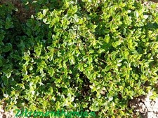 Zitronenthymian zitronen thymi gebraucht kaufen Zitronenthymian zitronen thymi gebraucht kaufen  Bad Düben