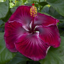 50 sementes de hibisco roxo hibisco rosa-sinensis sementes de flores de jardim comprar usado  Enviando para Brazil