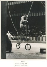 Circo Oso Equitación A Bicycle Bicicleta Vintage Arte Foto Por Edward Quigley, usado comprar usado  Enviando para Brazil