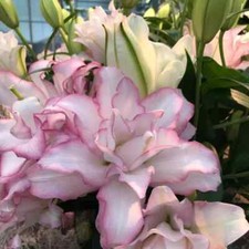 Roselily pink anouska for sale  Manitowoc