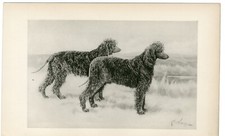 irish water spaniel for sale irish water spaniel for sale COLEFORD